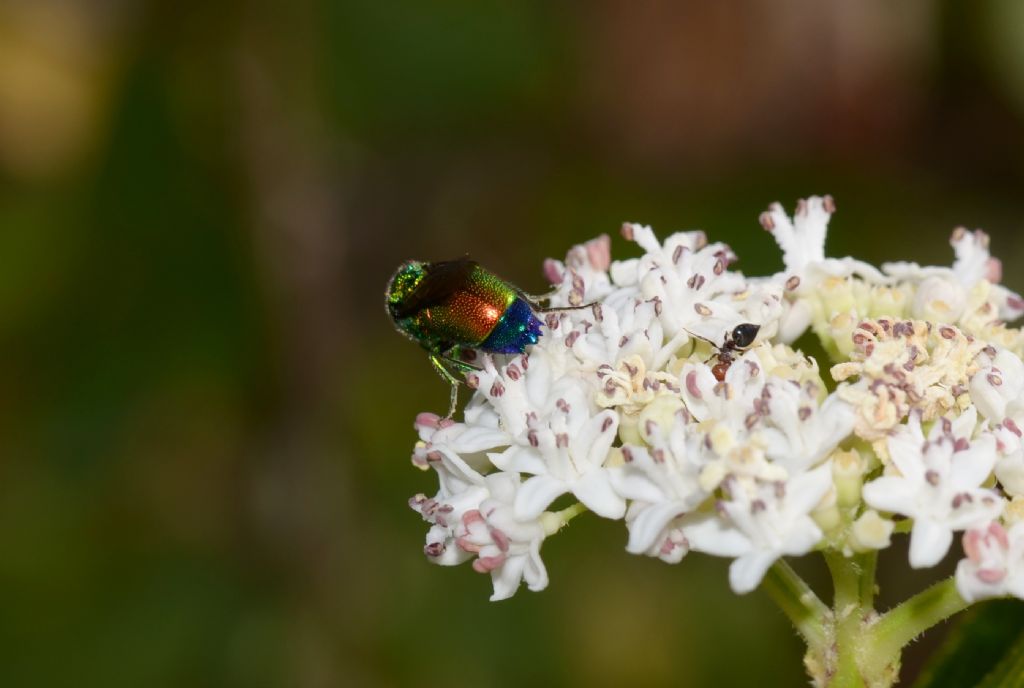 Stilbum cyanurum, Chrysididae